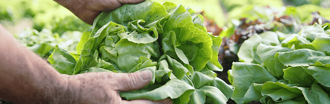 Fresh Foods